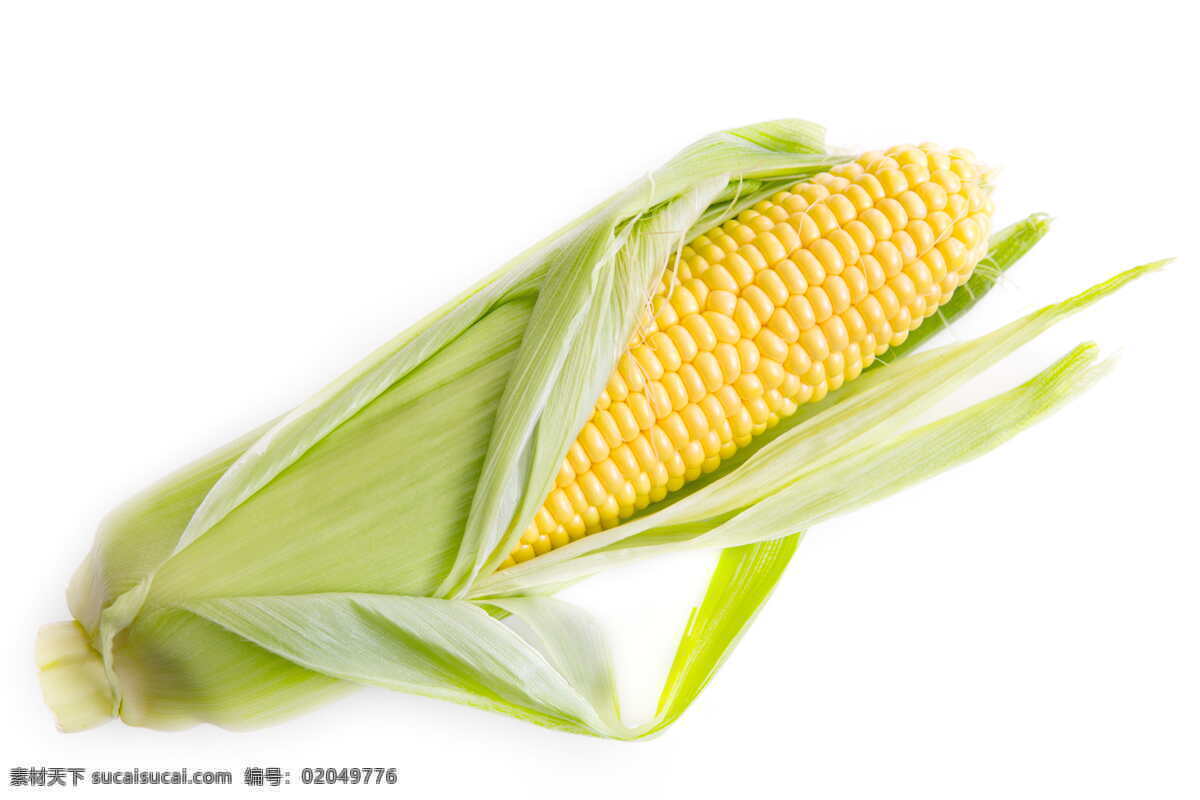 玉米粒 鲜玉米 大玉米 黄玉米 生物世界 蔬菜