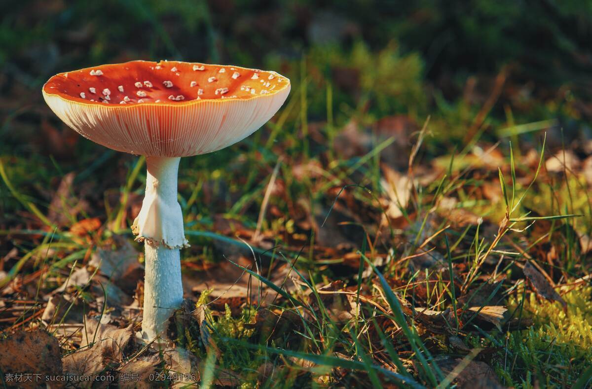 菌类菇子 蘑菇 菇子 菌类 草地上的蘑菇 菇 生物世界 其他生物
