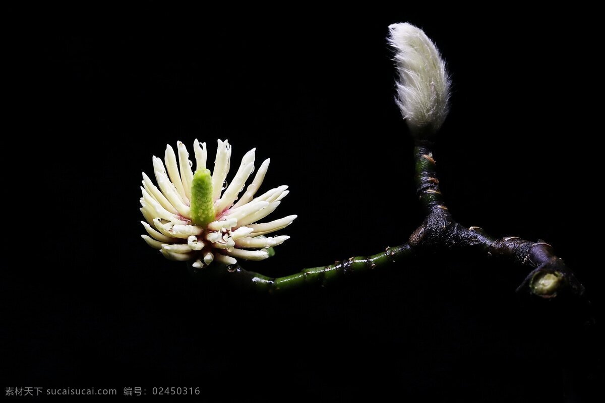 玉兰花 花心 花蕊 花朵 花瓣 花语 生物世界 花草