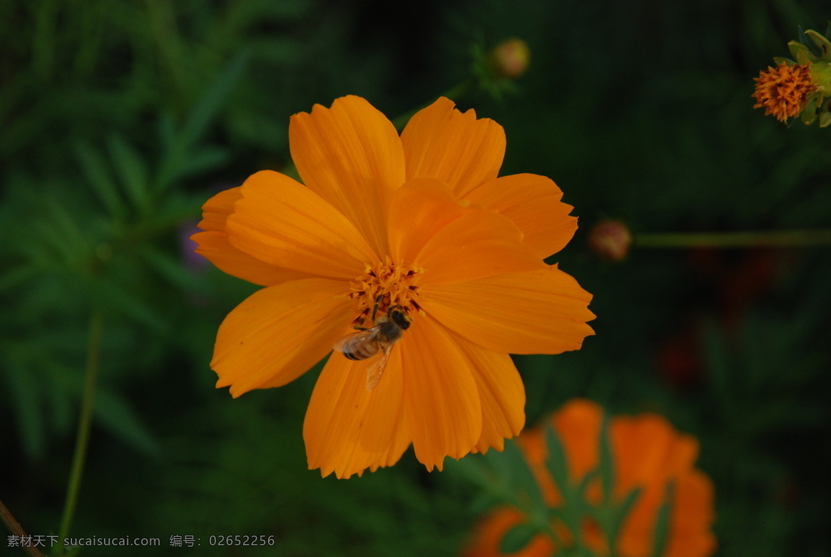 孔雀 草 橙色 花草 昆虫 蜜蜂 生物 生物世界 孔雀草 勤劳的蜜蜂