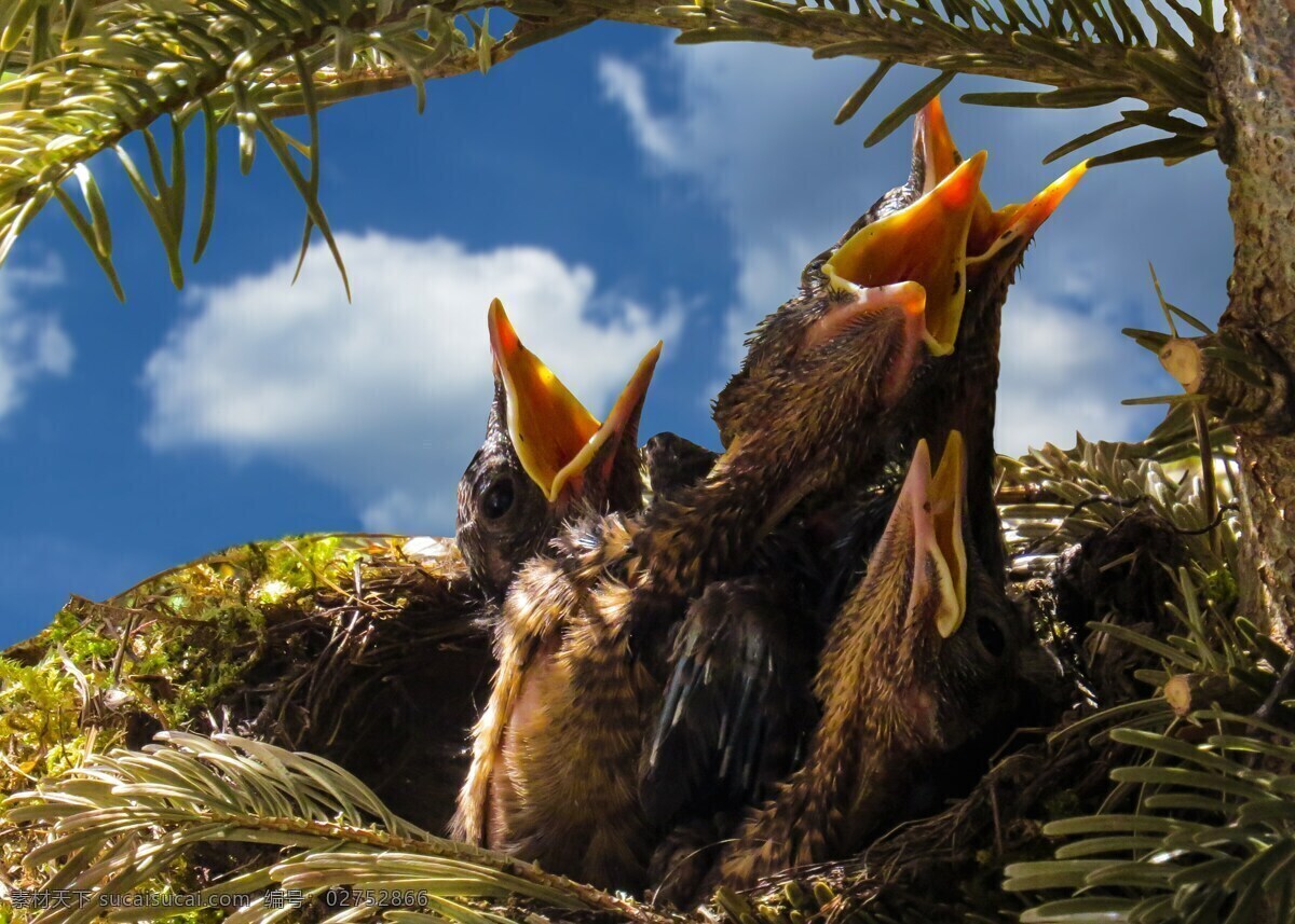 鸟 黑鸟 鸟巢 孵化 饥饿 饲料 乌鸫的巢 黑色