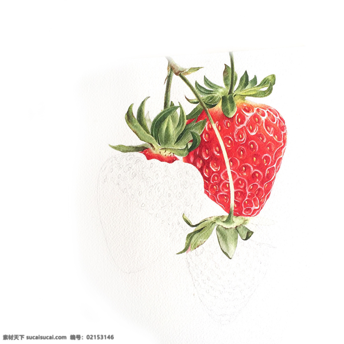 彩铅草莓 国外 彩铅绘画 水彩 水果手绘 临摹 彩铅水果 手绘教程 水果插画 精美绘画 食物 彩色素描 插画 文化艺术 绘画书法