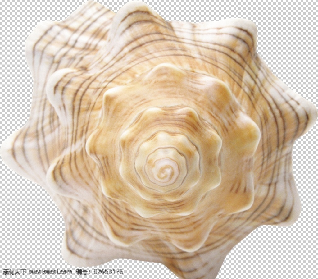 海螺 贝壳 螺丝 png图 透明图 免扣图 透明背景 透明底 抠图 生物世界 海洋生物