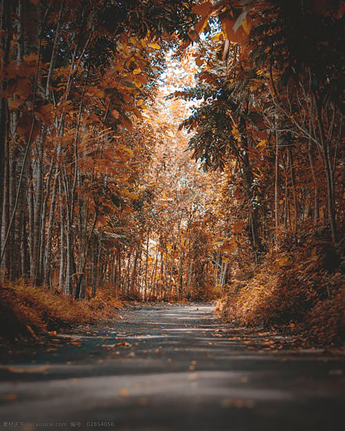 秋季之路 树木 旅游 拍照 背景 路 大自然 落叶 季节 旅游摄影 国外旅游