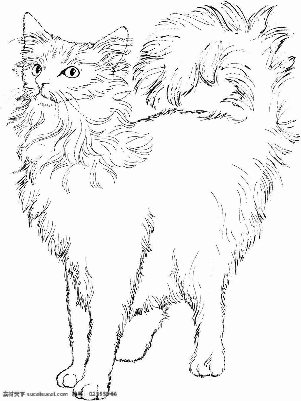 猫的素描 猫 猫科动物 设计素材 动物专辑 素描速写 书画美术 白色