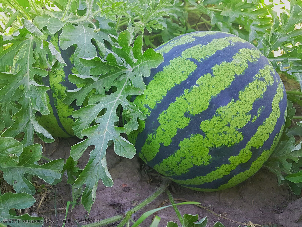西瓜 西瓜摄影 西瓜素材 西瓜地素材 西瓜特写 素材类