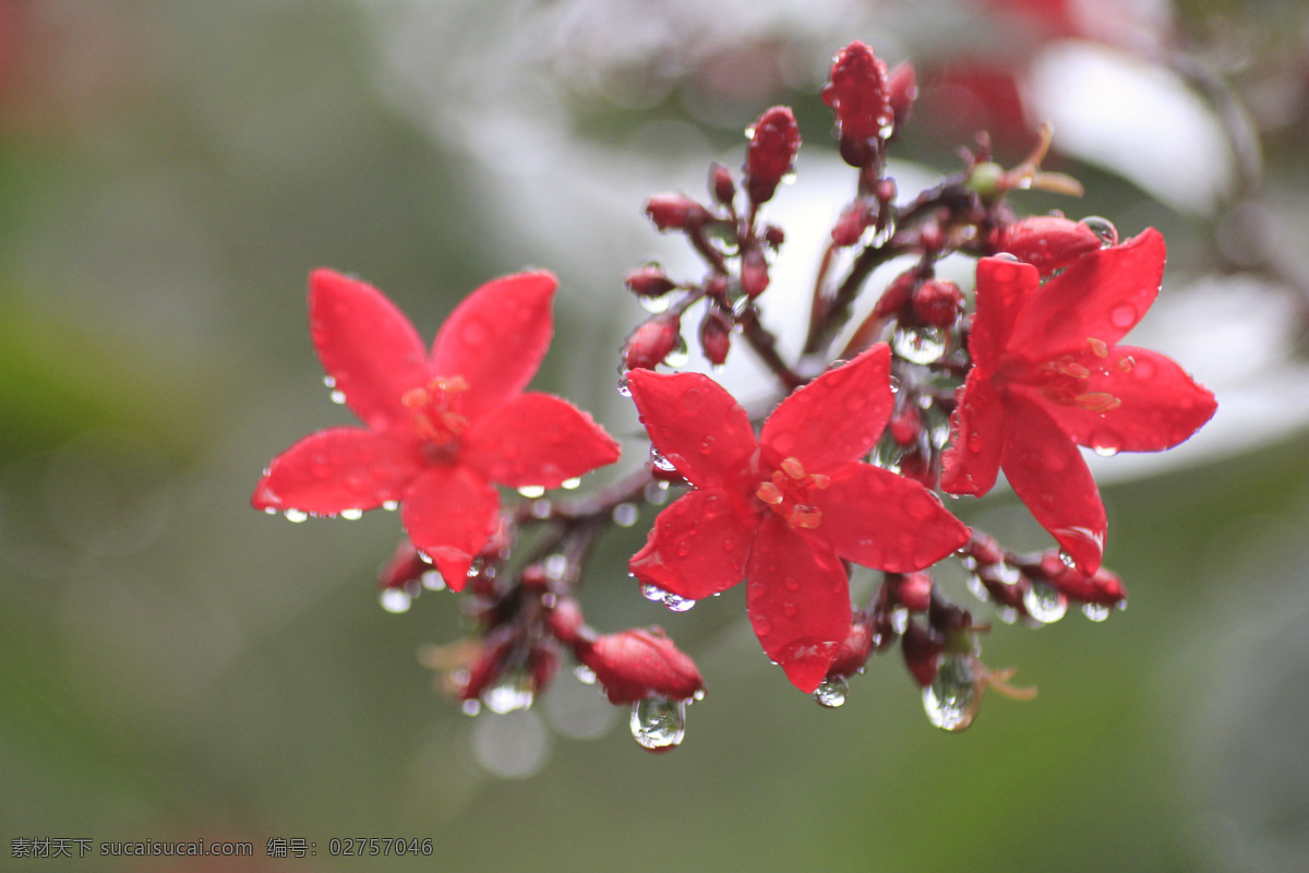 风景 红花 花草 花朵 花卉 花蕊 生物世界 雨 中 花 雨中花 自然风景 花雨 桌面墙纸 家居装饰素材 壁纸墙画壁纸