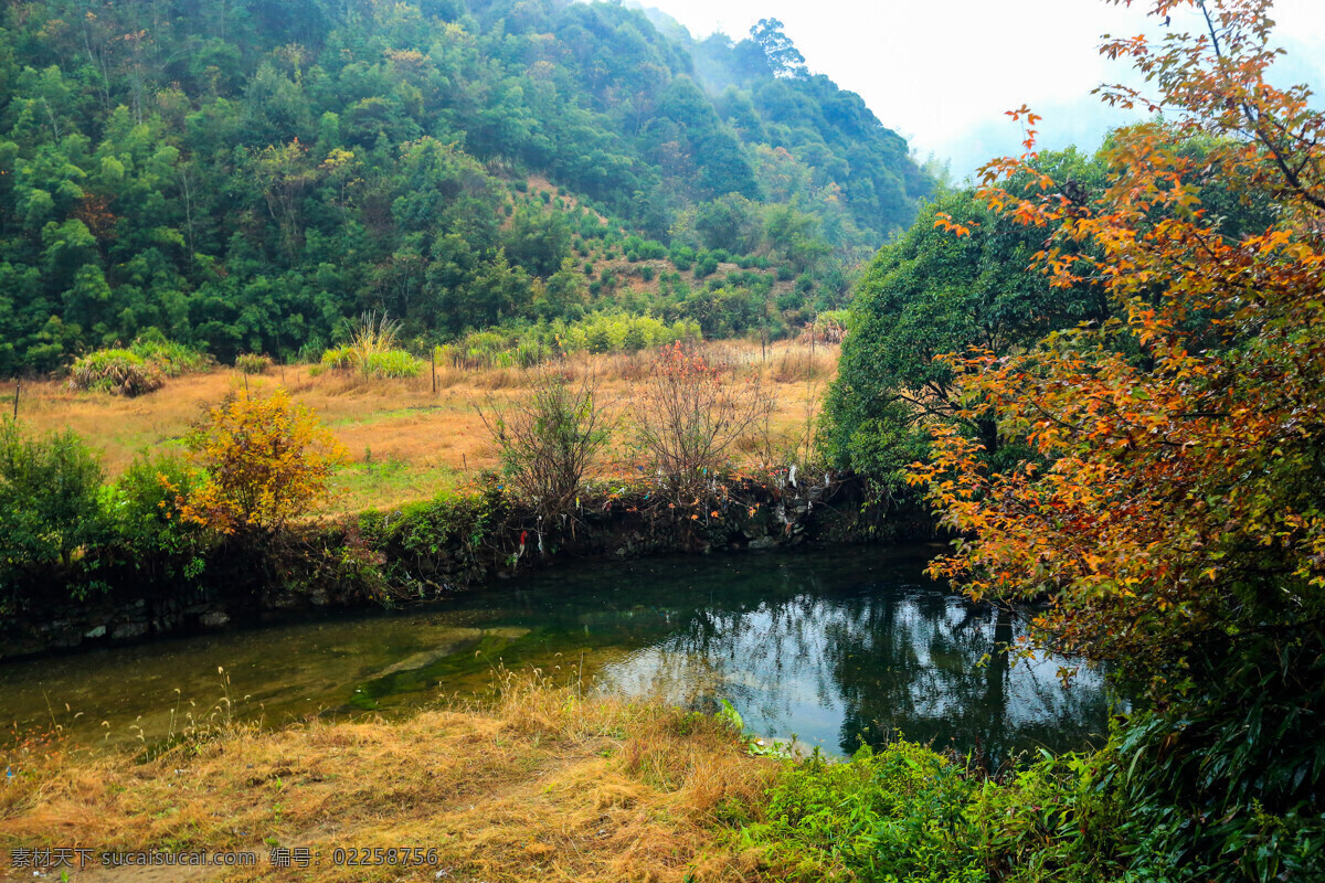 江西深山景观 江西 徒步 石城 长溪 秋天 古枫群 山村 树木 深山 自然地理 自然环境 原生态 自然风景 自然景观 自助游 国内旅游 旅游摄影