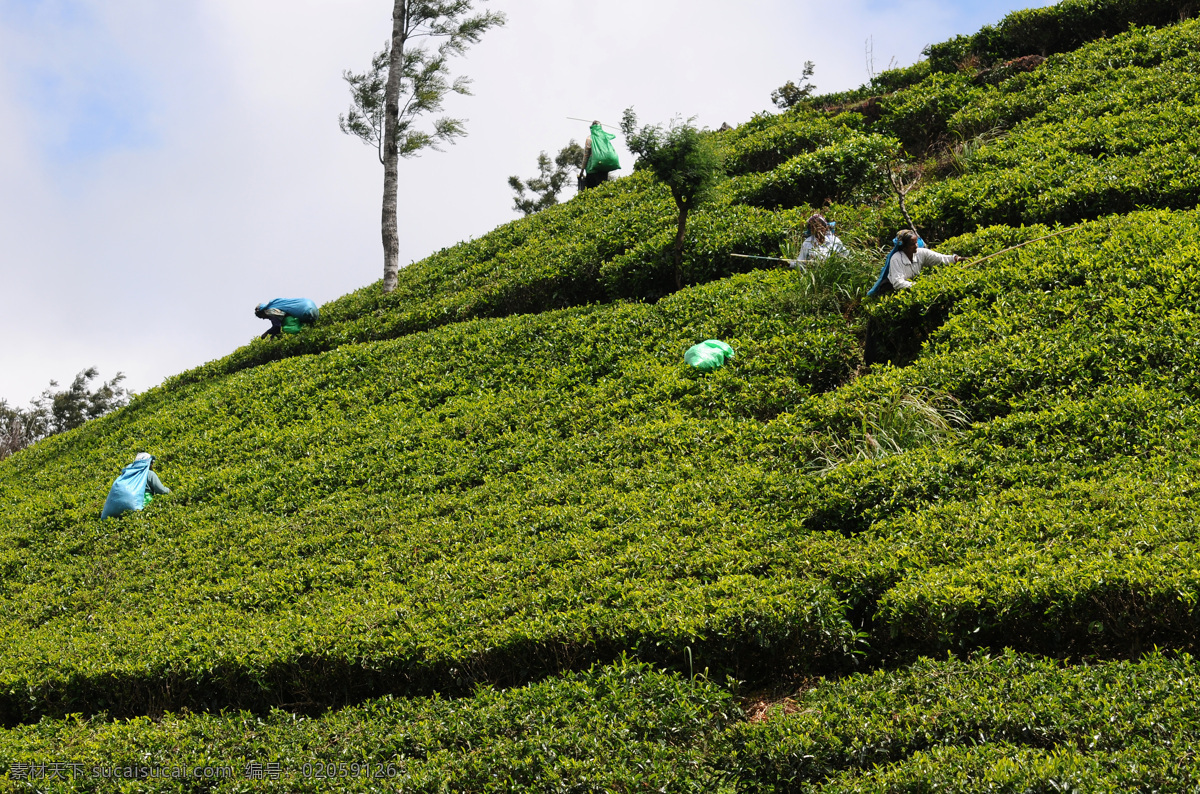 茶园 工作 人 茶田 茶山 茶叶 绿茶 风景 自然风景 美丽风景 景色 农业生产 现代科技