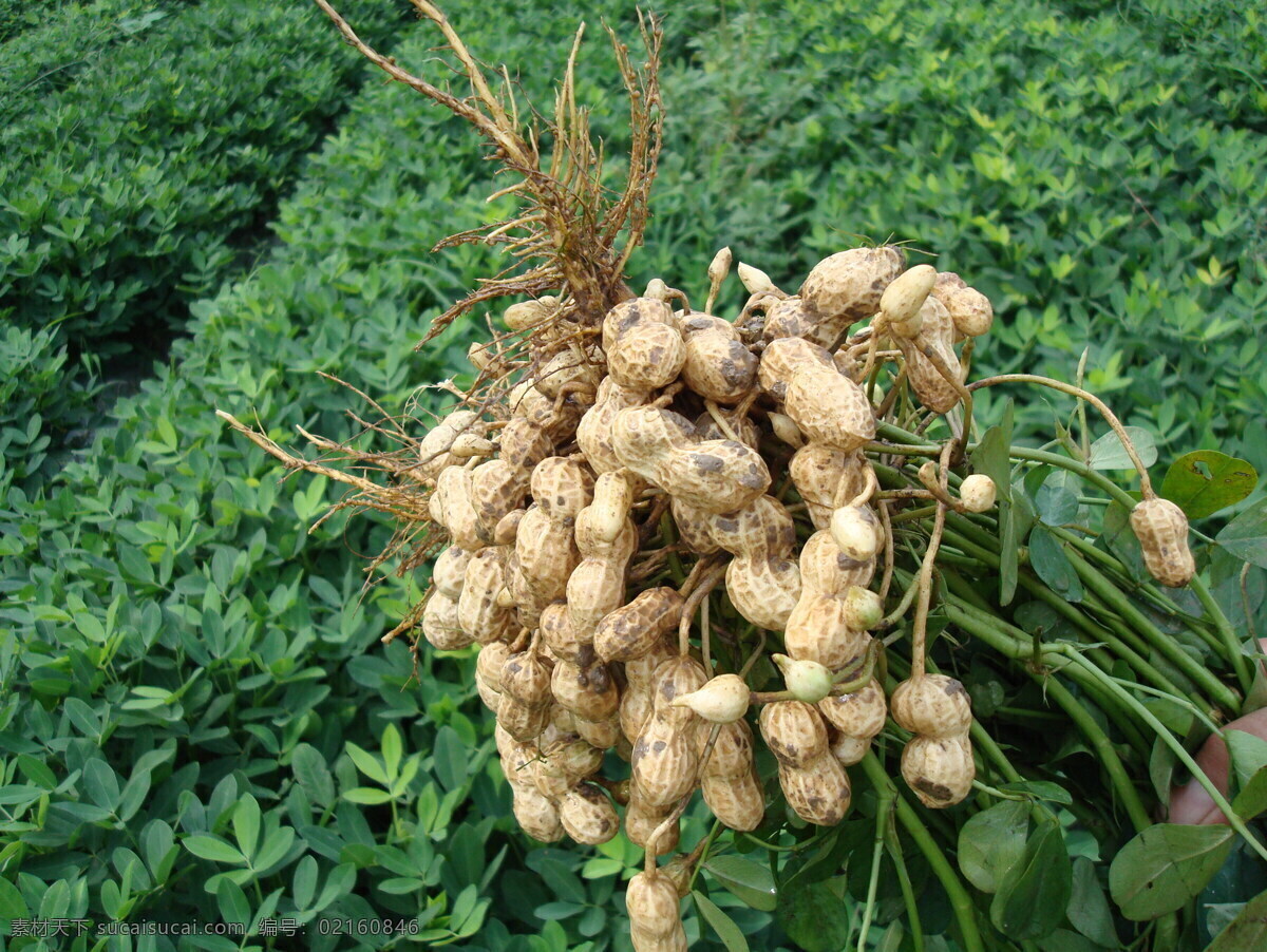 花生 高清晰花生 蔬菜 生物世界