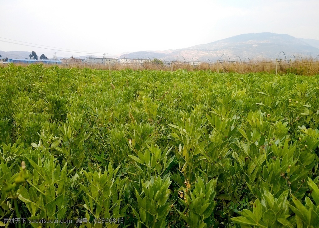 蚕豆田 蚕豆 豆田 田园 青蚕豆 农田 田间 自然景观 田园风光