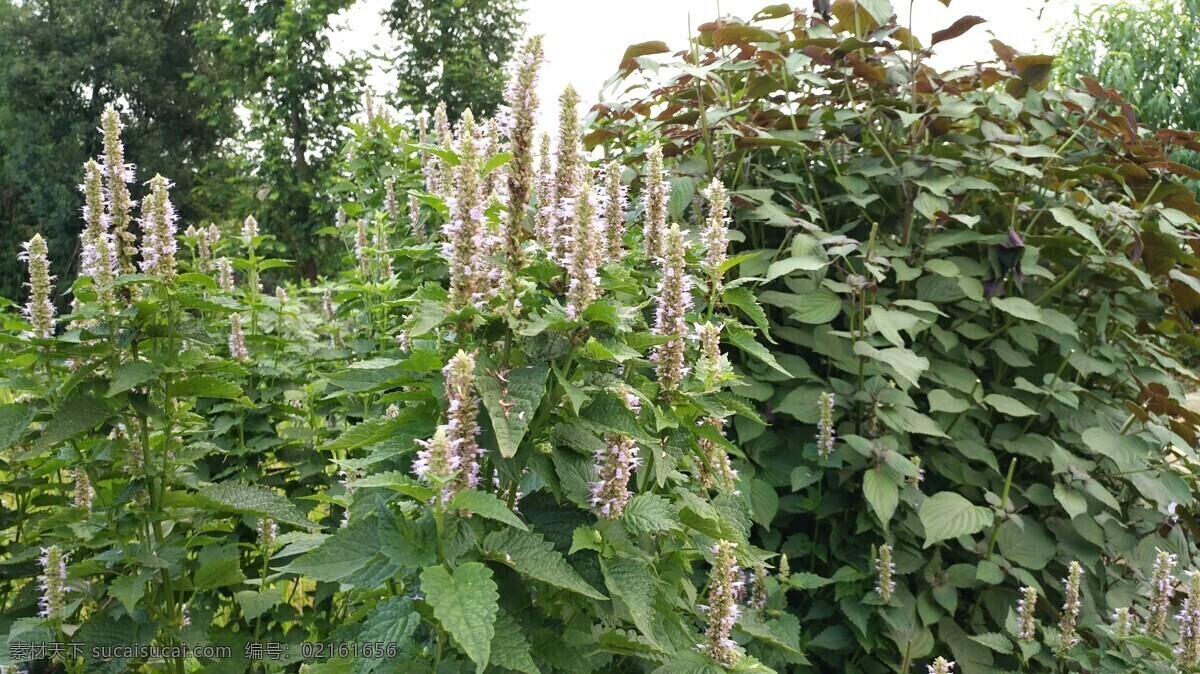 藿香 紫苏 田园风光 家乡 随拍 祝福草 藿香花 别称 桂荏 白苏 赤苏 红苏 黑苏 白紫苏 青苏 苏麻 水升麻 薄荷 石菖蒲 生物世界 花草