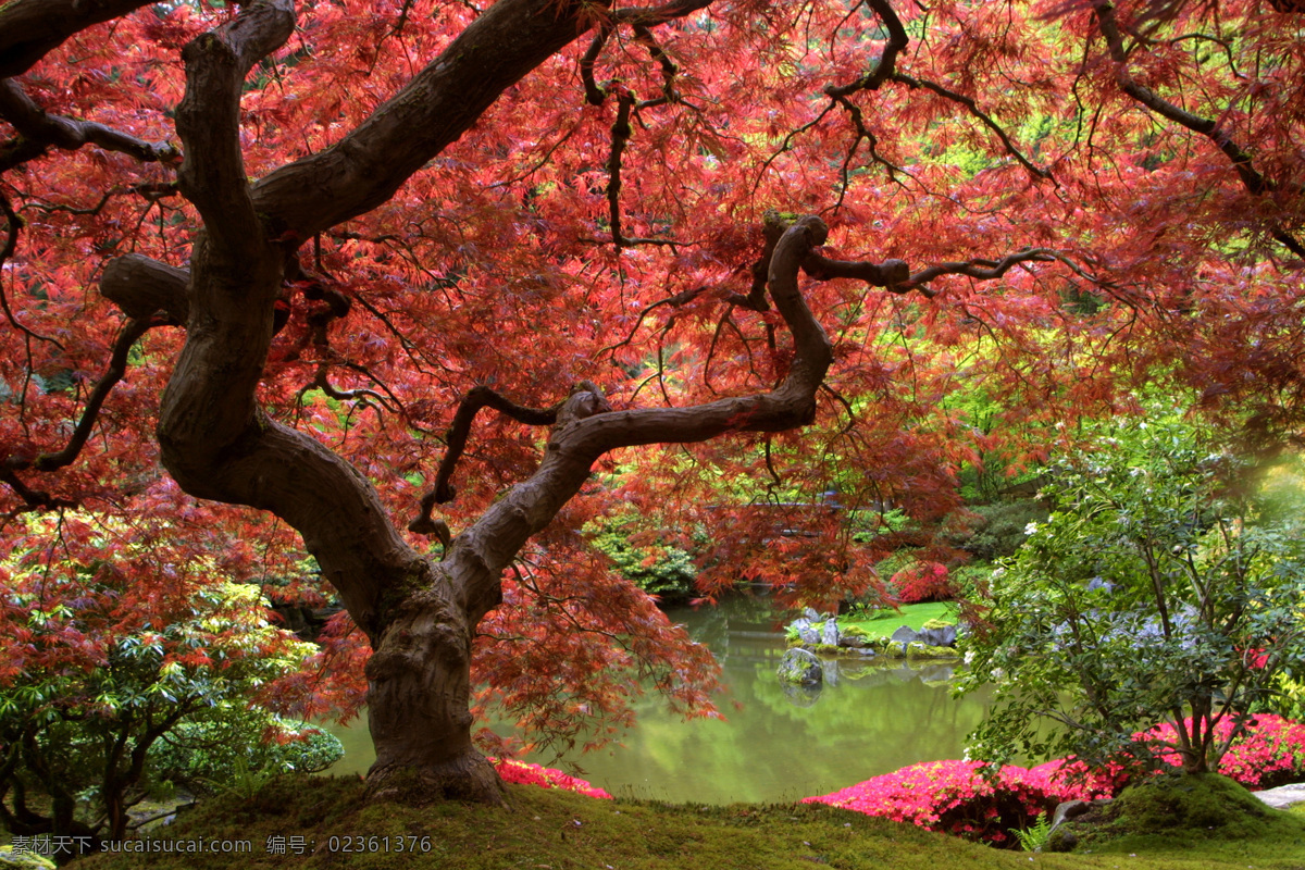 美丽 日本 枫树 风景 日本风景 树木风景 美丽风景 美丽景色 风景摄影 自然风光 美景 其他风光 风景图片
