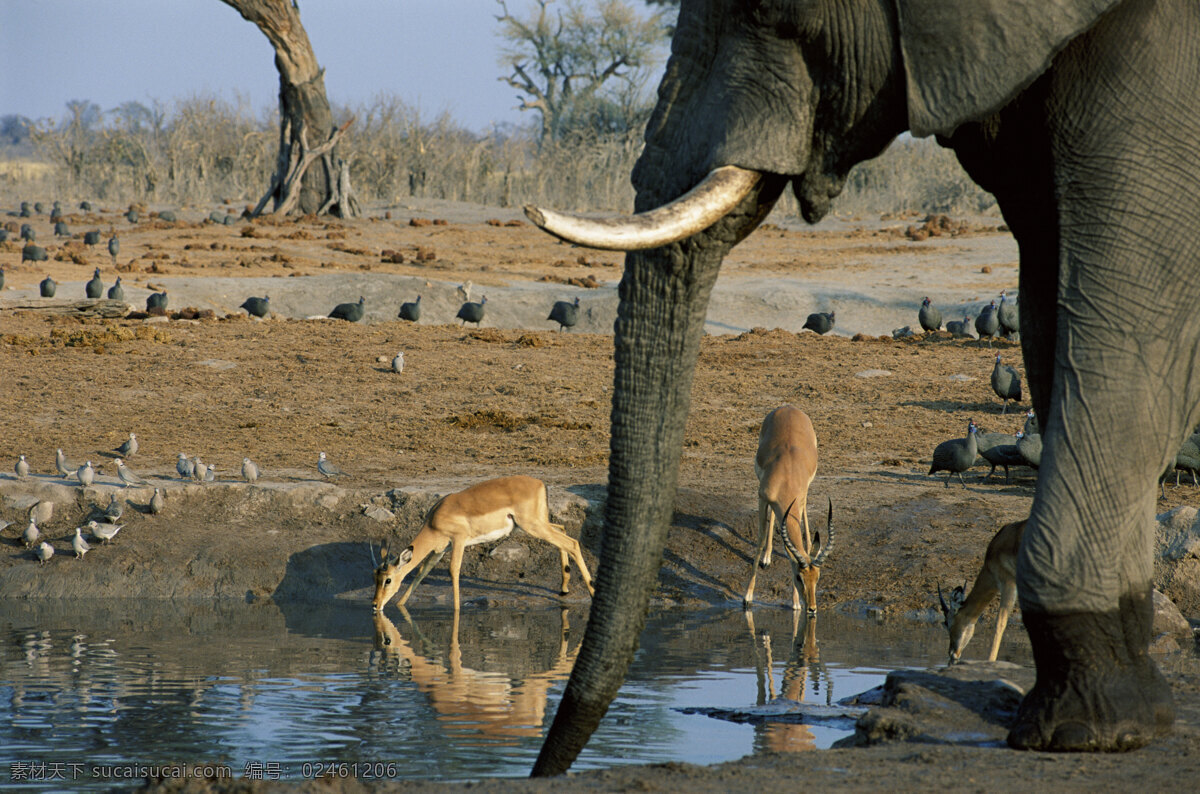 大象 高清 写真图片 鹿图片素材 非洲野生动物 动物世界 动物 jpg图片 非洲 野生动物 生物世界 摄影图片 脯乳动物 大象高清图片 大象写真 湖泊 鹿 陆地动物