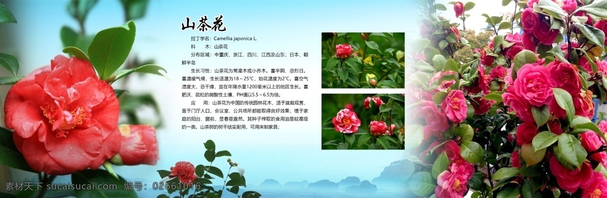 山茶花 鲜花 植物 花朵山水 植物介绍 中国风 现代简约 写意 禅意 花素材 背景 背景墙