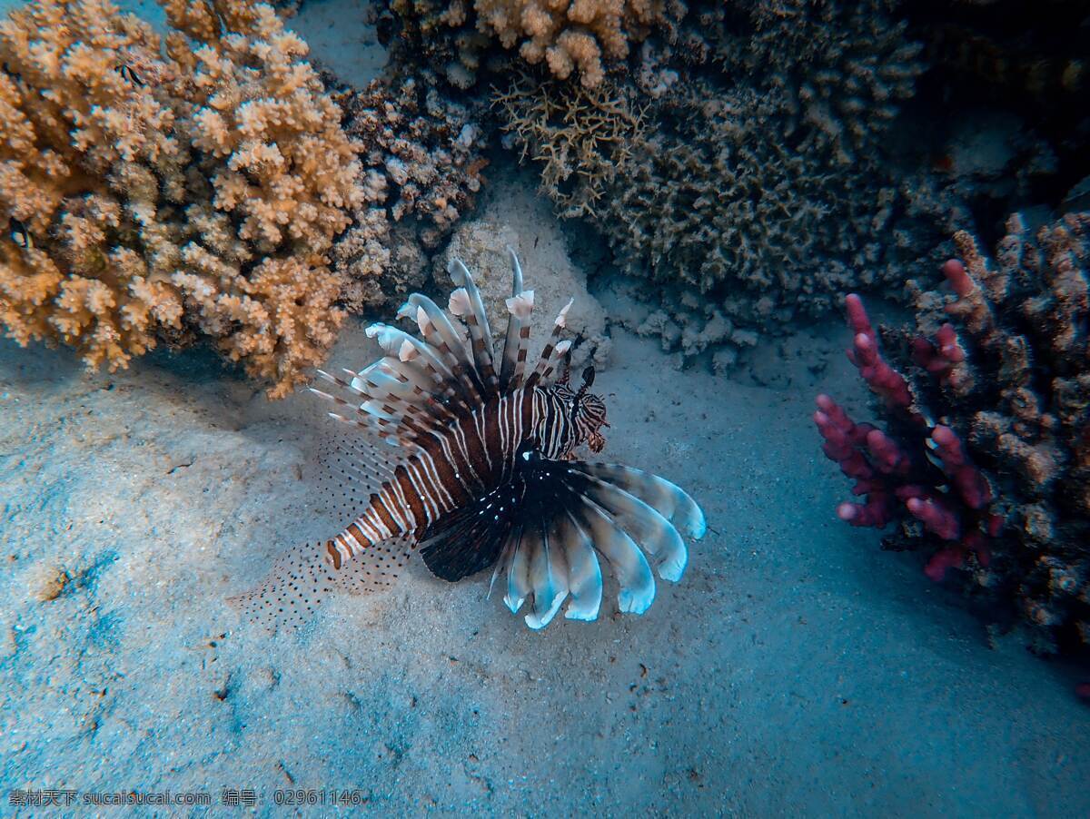 海底世界 海底 海底鱼 深海鱼 小丑鱼 珊瑚礁 自然景观 自然风景