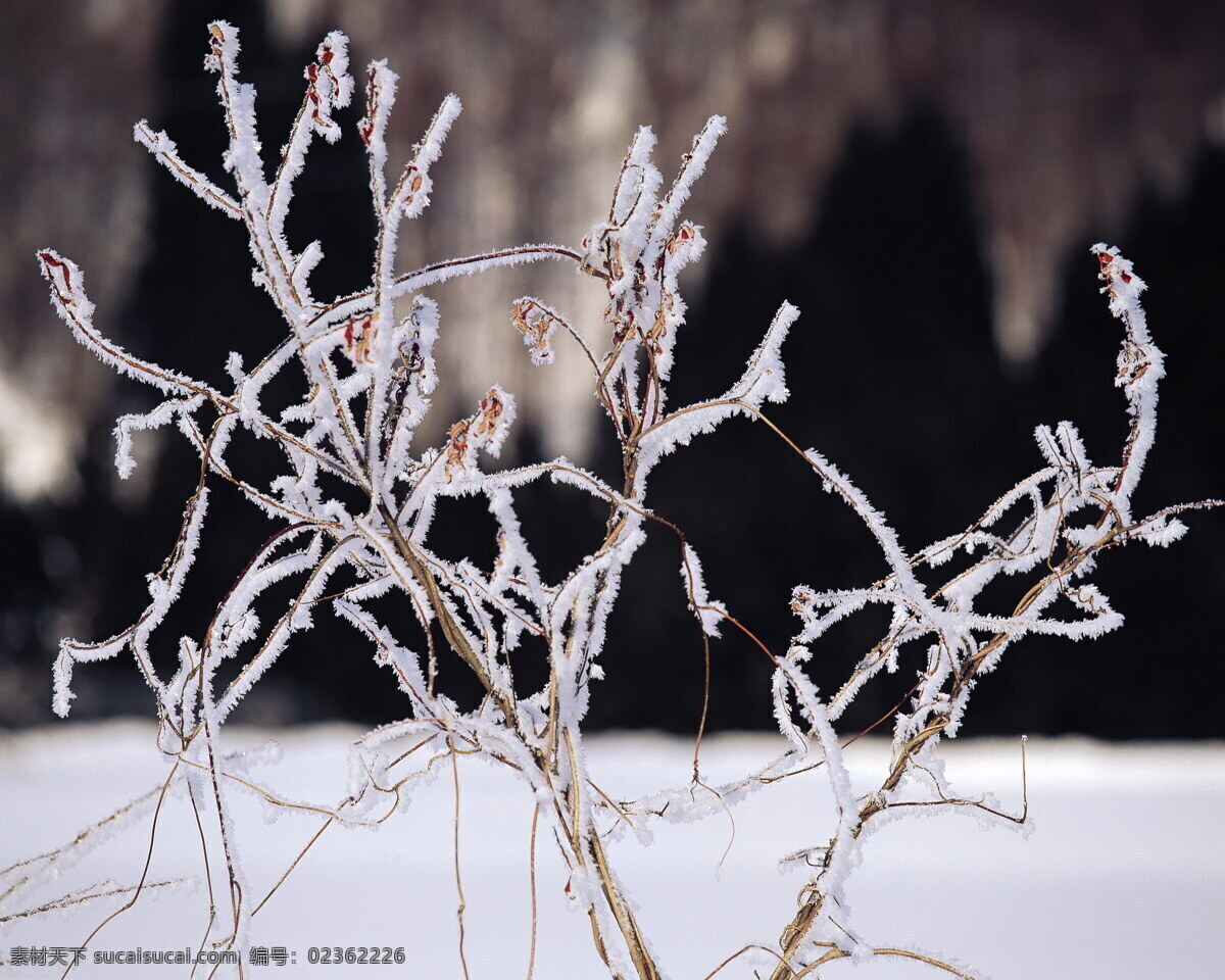 冬天 雪景 背景 冬天雪景 风光 风景 季节 摄影图库 自然 自然风景 自然景观 生活 旅游餐饮