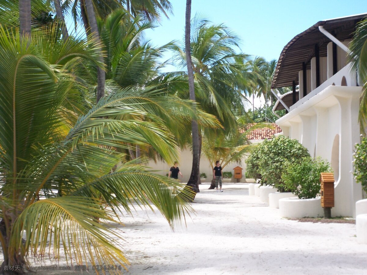 国外旅游 海岸 海岛 海滩 旅游摄影 绿色 马尔代夫 热带 树木 沙滩 自然风光 椰林与建筑 椰林 psd源文件