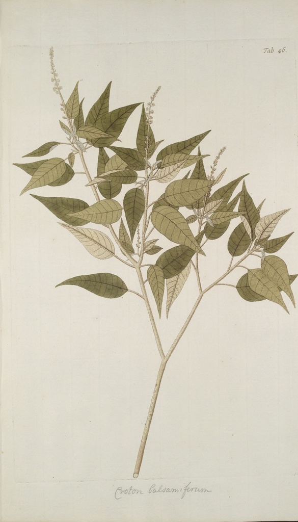 精美 绘画 草本植物 图谱 植物手绘 欧美复古 花卉花朵 清新淡雅风格 花草绘画 设计参考 绘画素材 工笔画 装饰画 插画 植物图谱 树叶花朵 临摹素材 复古绘画 装饰画芯 叶片树枝 树干 植株 药材植物 彩铅绘画 植物花朵 生物世界 花草