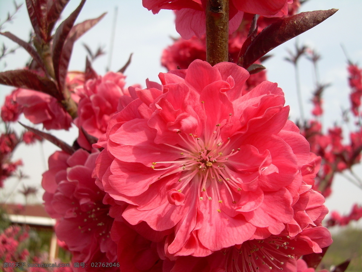 大红 桃花 红色 花朵 鲜艳 生物世界