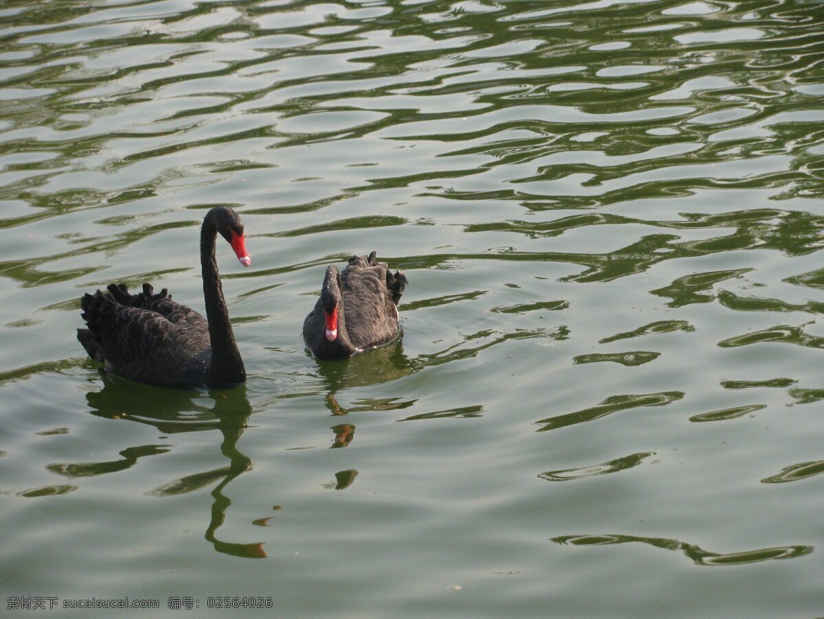 黑天鹅 天鹅 游禽 鸟类 湖水 美丽北京 自然景观 动物世界 生物世界 野生动物 灰色
