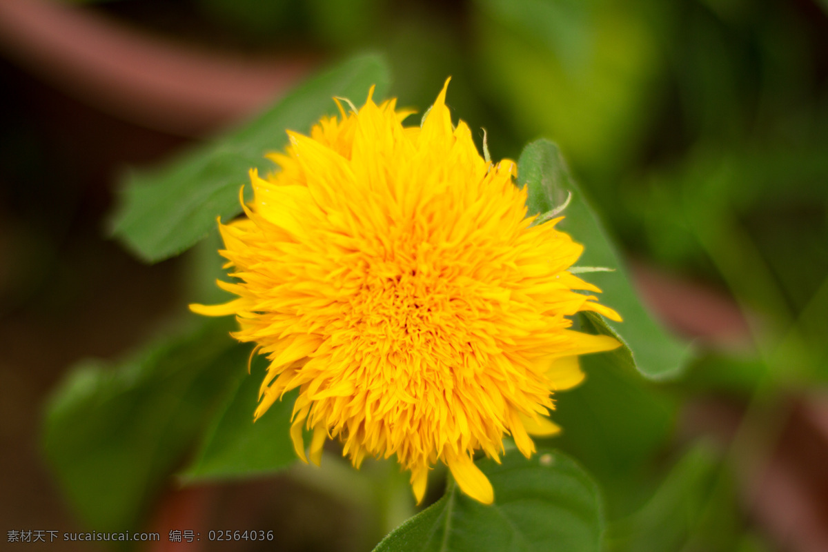 菊花 秋菊 秋菊怒放 菊花盛开 黄色菊花 粉色 菊 菊花背景 菊花素材 生物世界 花草 黑色