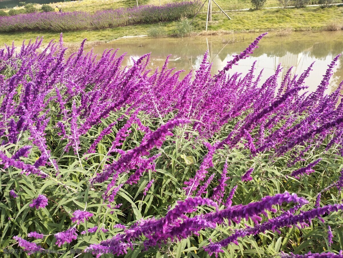 薰衣草 景色 河边 自然 风景 紫色 摄像 文化艺术