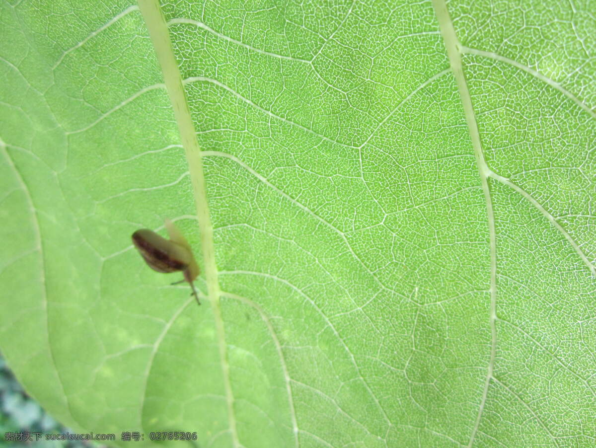 蜗牛 昆虫 生物世界 树叶 向日葵 园地 触须