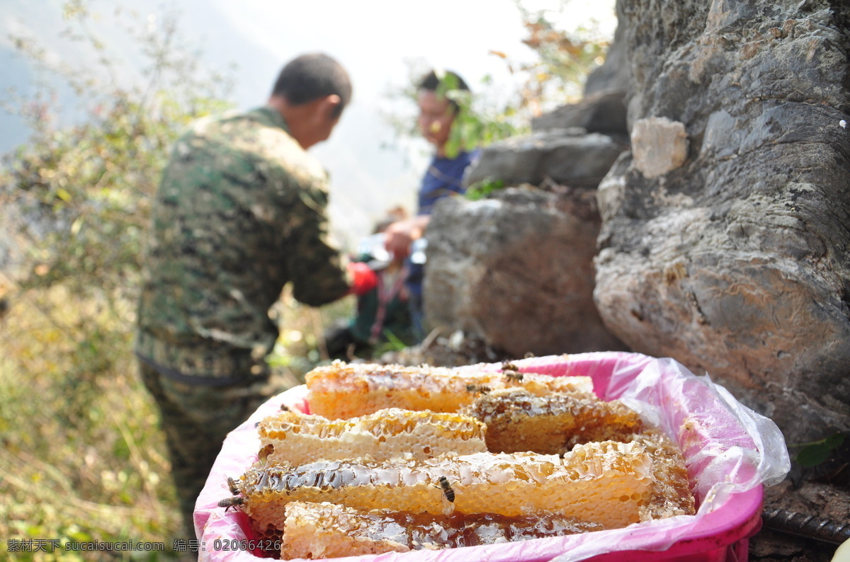 蜂糖 白蜜 食蜜 百花精 野生蜂蜜 餐饮美食 食物原料