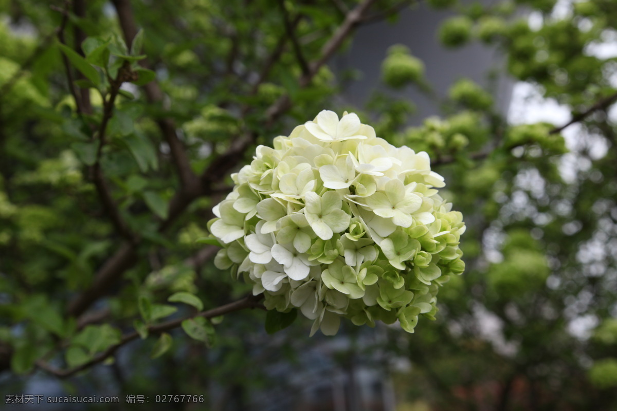 绣球 春天 花草 生物世界 特写 木本花 米白色花 矢量图 日常生活