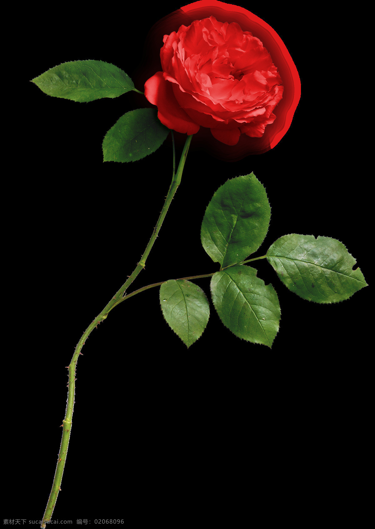 枝 鲜艳夺目 花 透明 红色 绿叶 玫瑰 花枝 透明素材 免扣素材 装饰图片