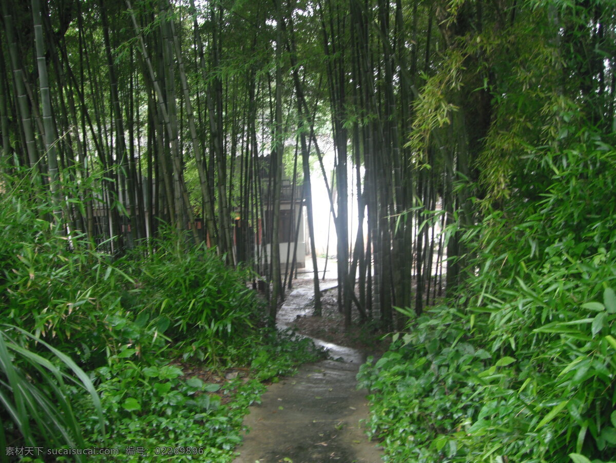 绿色竹子 绿色 竹子 小径 房屋 小草 清幽 光亮 自然风景 自然景观