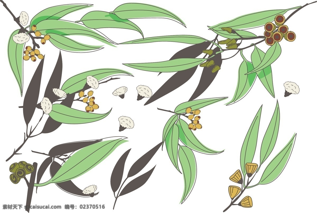 桉树向量 桉树 树叶 白色隔离 隔离 胶螺母 蒙太奇 坚果 白色背景 白色 树 桉叶 口香糖 收集 拼贴 澳大利亚 绿色 鲜花 桉树叶 分类