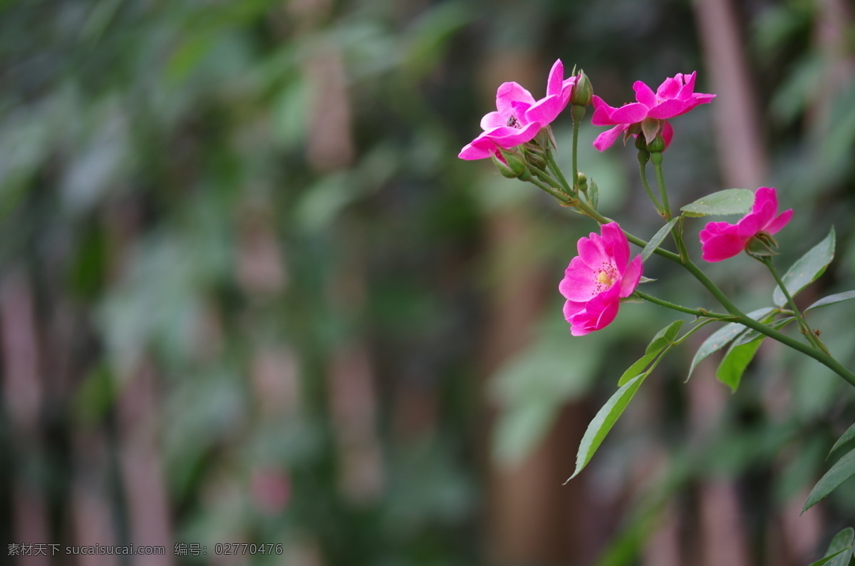 春天 粉色 粉色小花 花草 花朵 生物世界 蔬菜 小花 小花绿叶 鲜花 艳丽 psd源文件