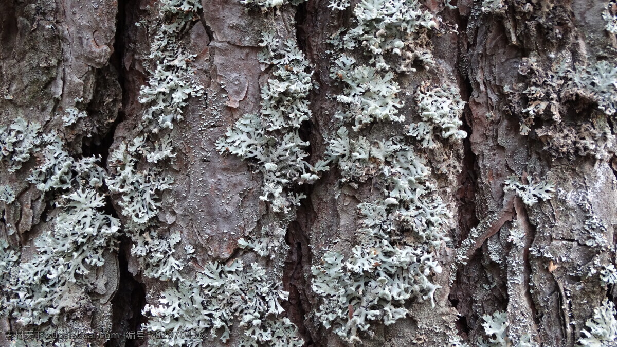 树皮 上 苔藓 松树 地衣 苔藓植物 其他生物 生物世界