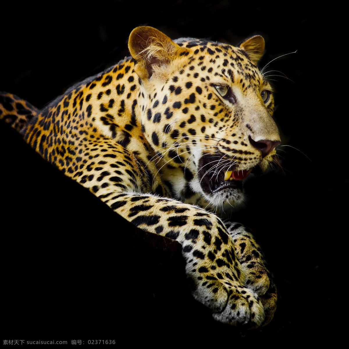 漂亮 凶猛 美洲豹 豹 动物 野生动物 陆地动物 生物世界