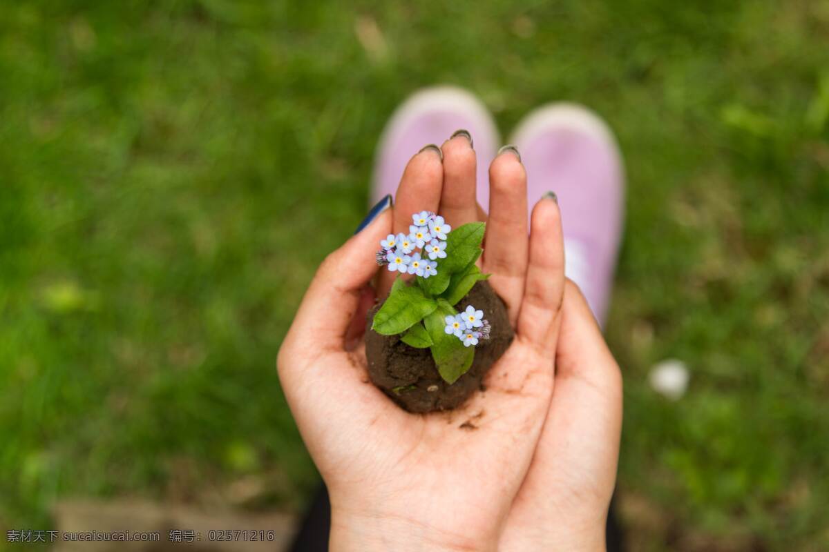 手捧小花 手捧 泥土 小花 紫色 蓝色 绿地 手 海报 背景