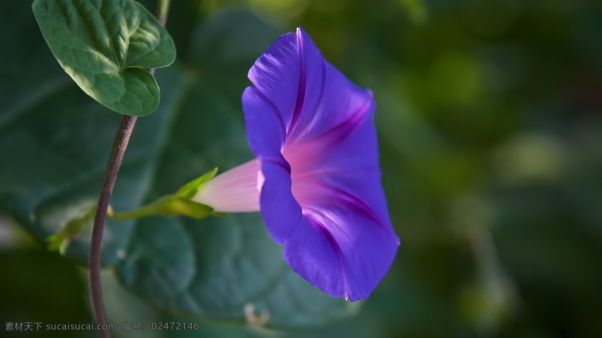 鲜艳 紫色 喇叭花 高清 鲜花 牵牛花 唯美花卉
