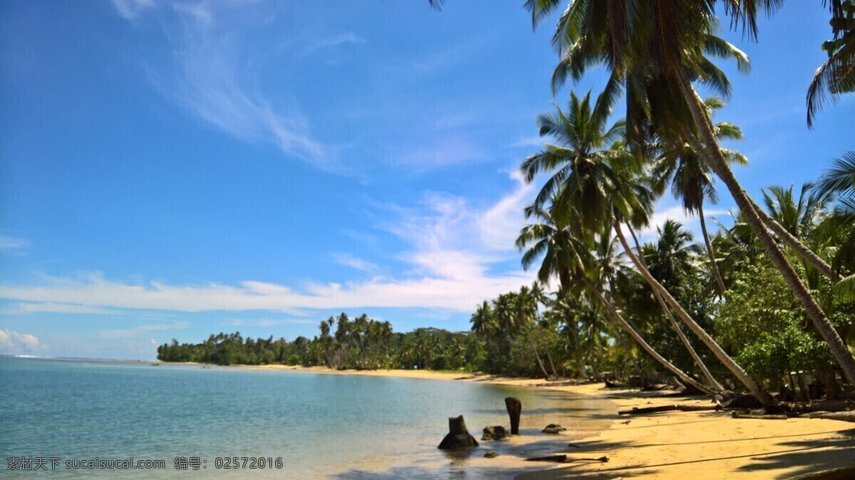 海边的椰子树 椰子树 椰树 大海 海景 度假海滩 海滩 椰树林 椰子林 生物世界 树木树叶