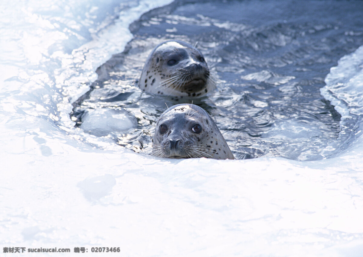 动物世界 南极 海狮 海豹 冰川 水中生物 生物世界 白色