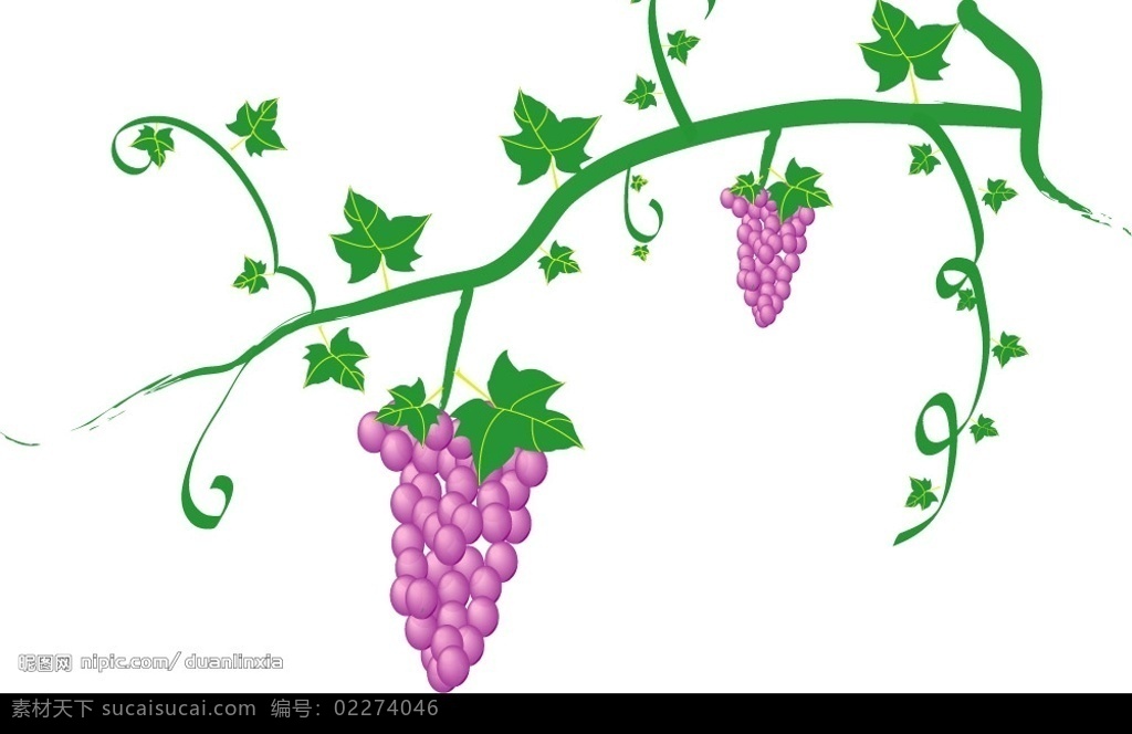 葡萄熟了 手绘葡萄 ai文件 生物世界 水果 矢量图库