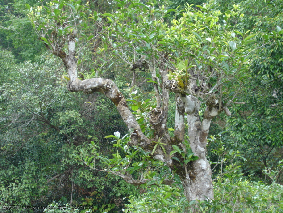 古树茶 茶林 云南乡土 古茶树 树木树叶 生物世界