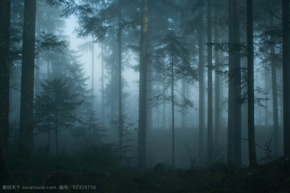 唯美 清晨 树林 风景 高清 朦胧 树木 大树 树干