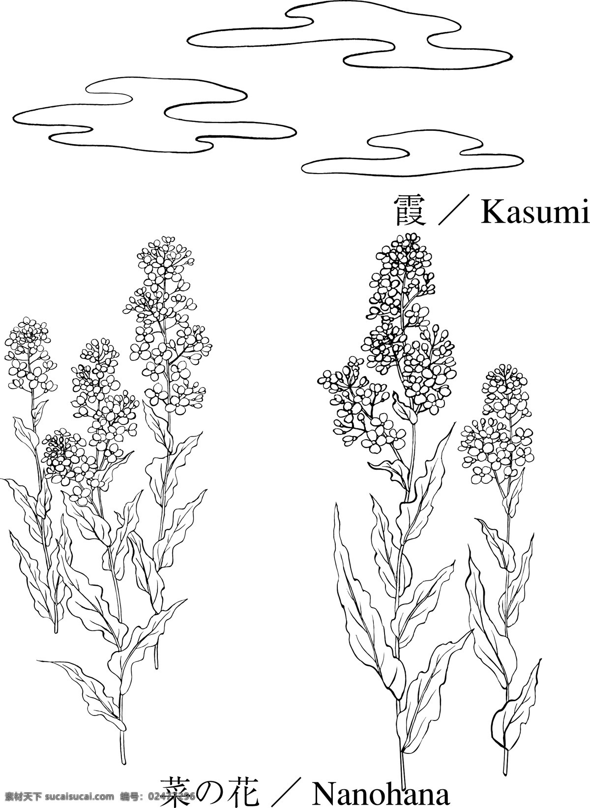 菜花 葭 矢量花 花 花儿 矢量花朵 花素材 花朵素材 花朵 多彩花 花瓣 花瓣背景 花瓣底图 叶子 多彩花朵 漂亮花朵 美丽花朵 大花 图案花 鲜艳的花 素描花 鲜花 矢量花11 生物世界 花草 白色