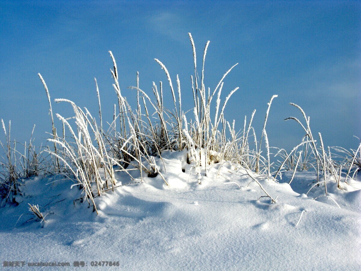 雪地 景观 背景 壁纸 自然 海报 自然背景 环保 生态 天空 云彩 白云 蓝天 渐变 草 草地 草原 植物 蓝色 绿色 光 光线 光影 阳光 雪 雪景 白色