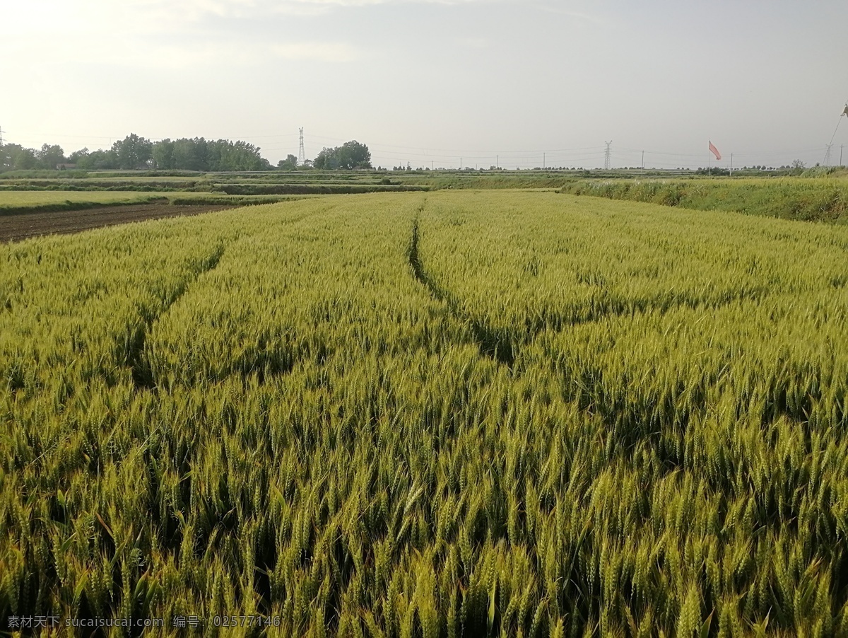 麦地 麦子 麦苗 植物 田地 野外 丘陵地带 自然景观 田园风光 照片