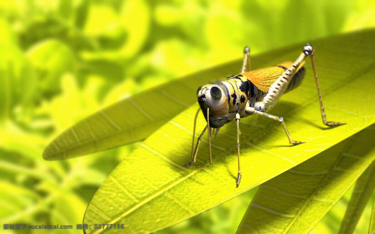 昆虫 自然 生物世界