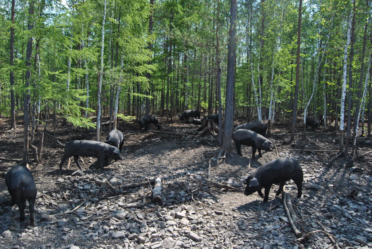 活猪 有机猪肉 大兴安岭 东北 黑龙江 有机 绿色 无公害 森林猪 森林黑猪 动物 生物世界 家禽家畜