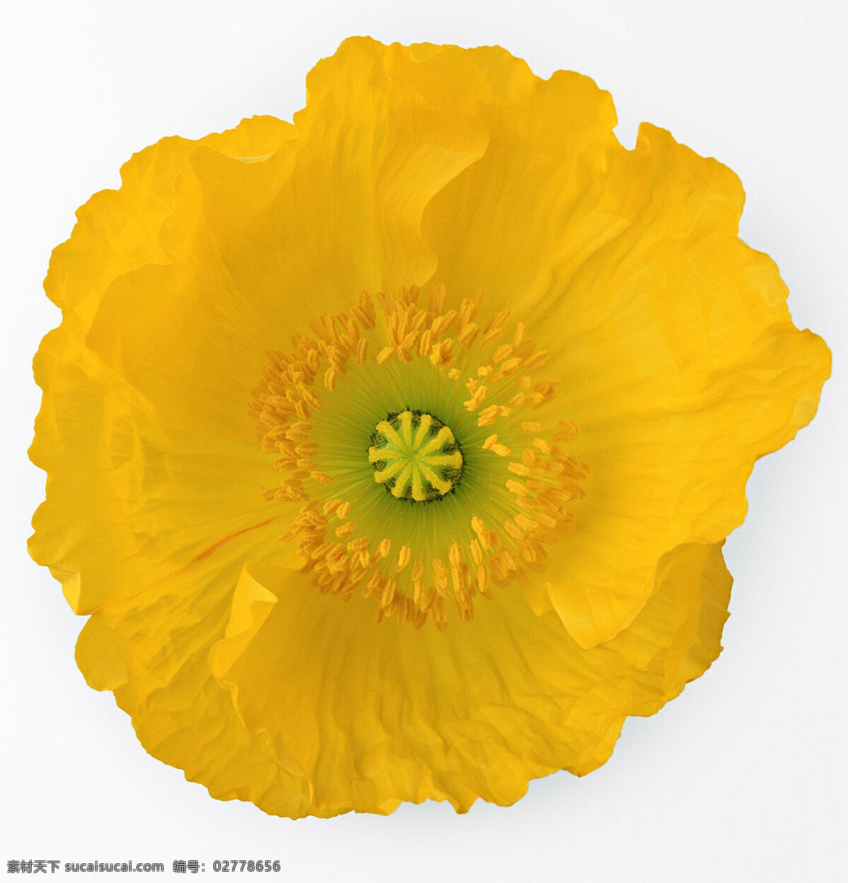 位图免费下载 服装图案 花朵 花卉 位图 植物摄影 面料图库 服装设计 图案花型