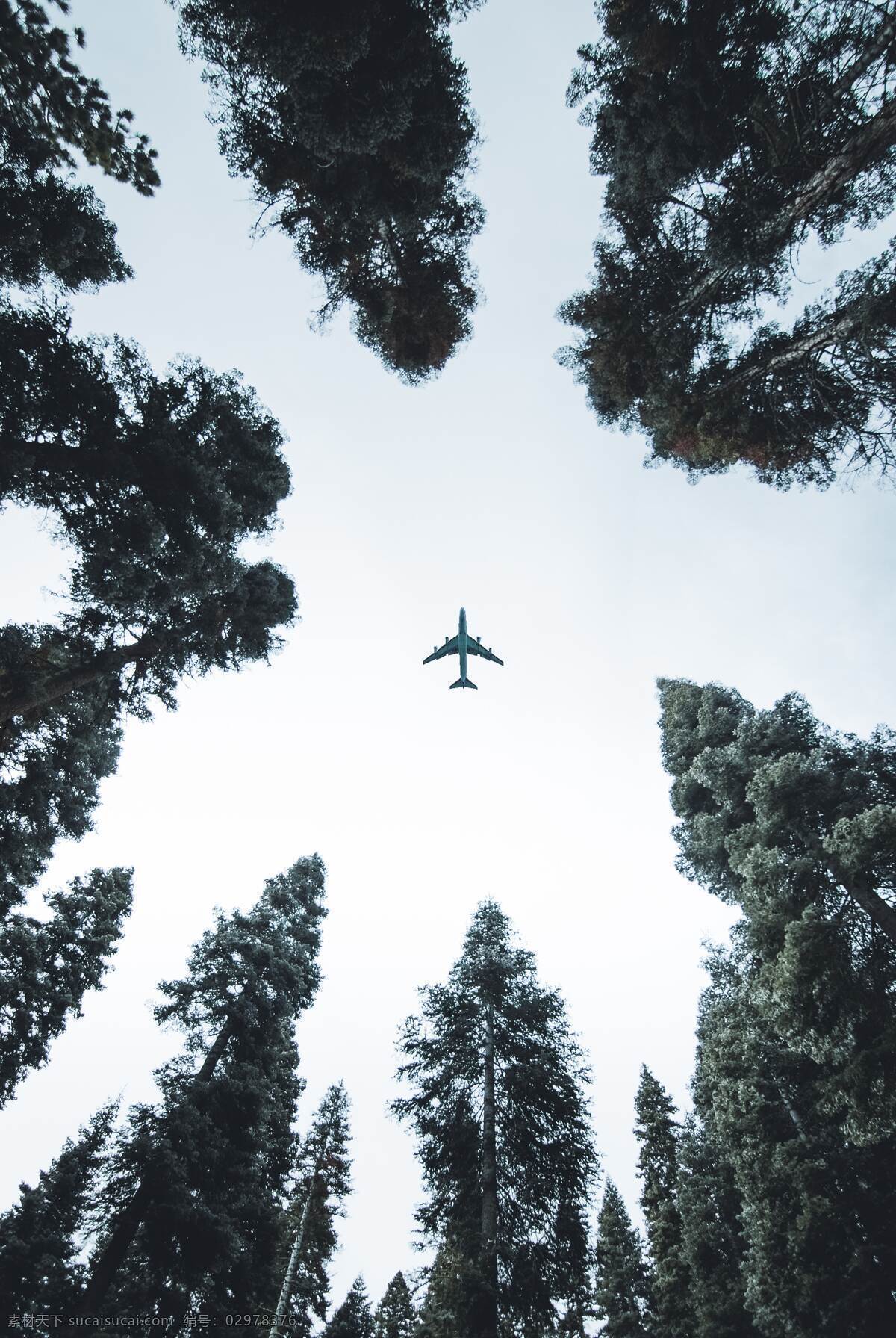 飞机 飞过 天空 天 仰视 仰望 树林 森林 树木 树 构图 创意 文艺 清新 气质 仰望天空 旅行 旅游 说走就走 现代科技 交通工具